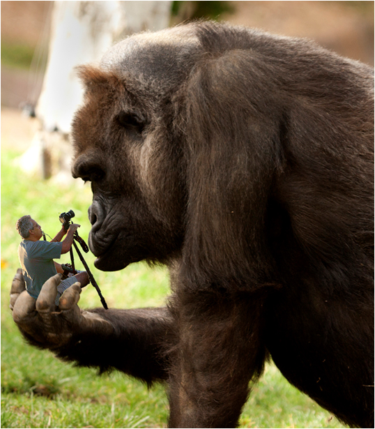 Photographer sitting in the dupped hands of a gorilla